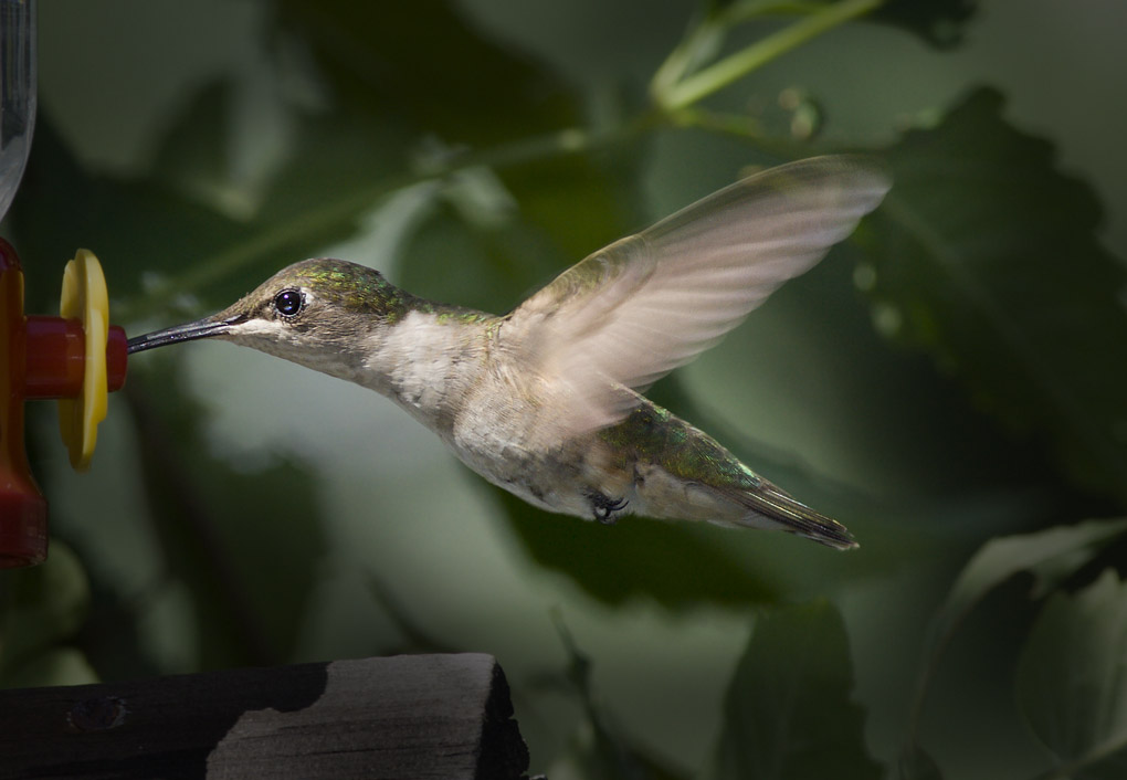 Ruby-Throated Female Hummer