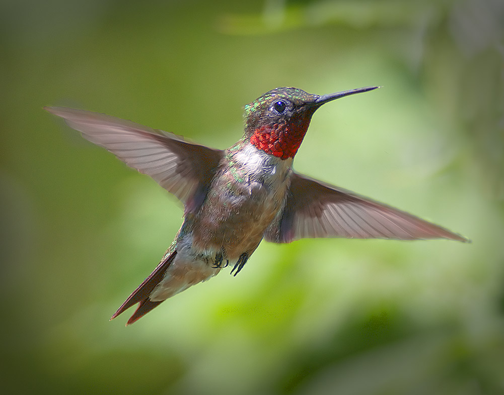 Male Ruby-Throated Hummer