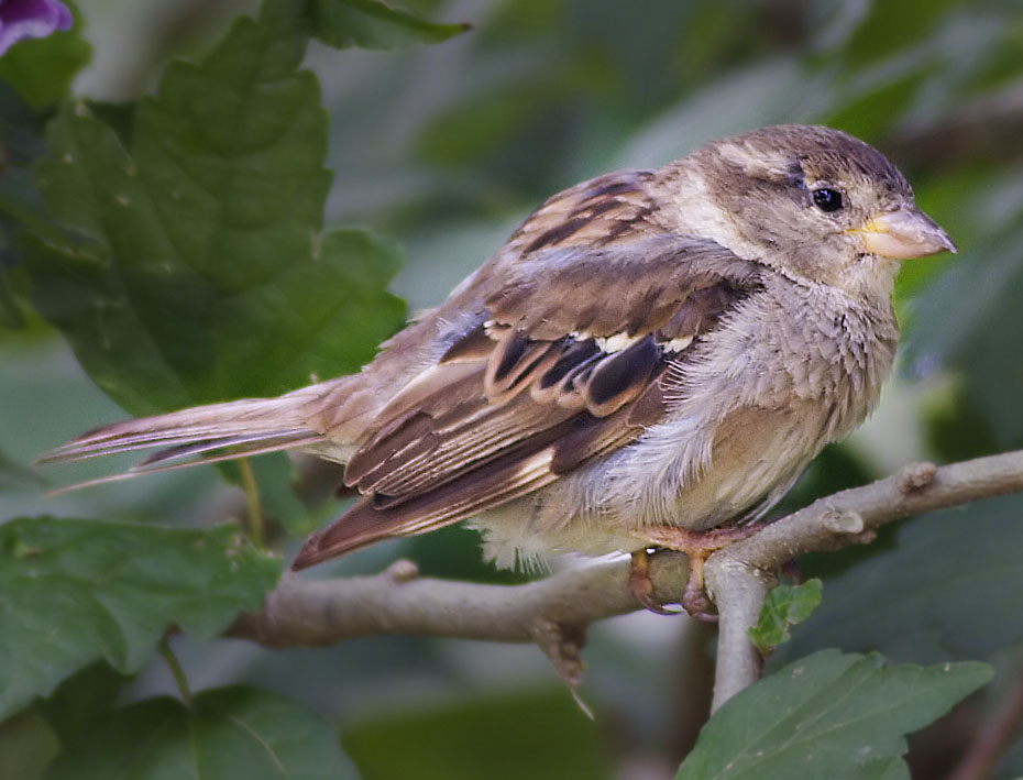 all puffed up