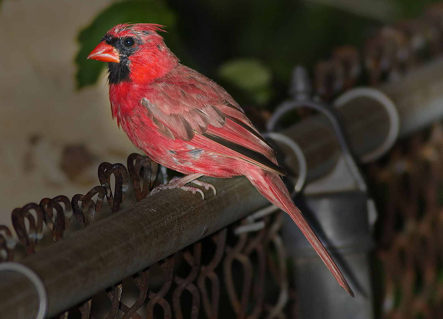 Cardinal