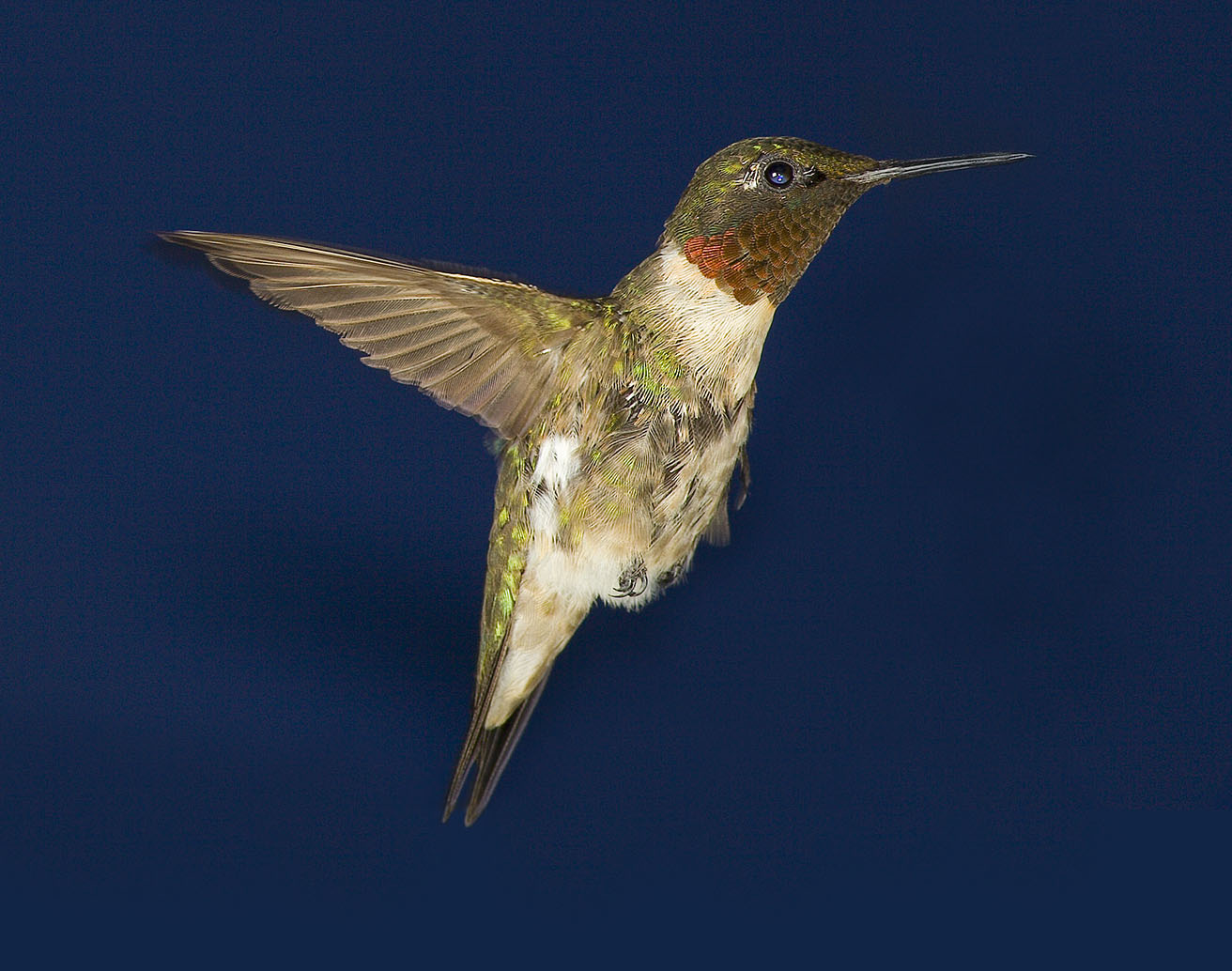 Ultimate Male Hummer