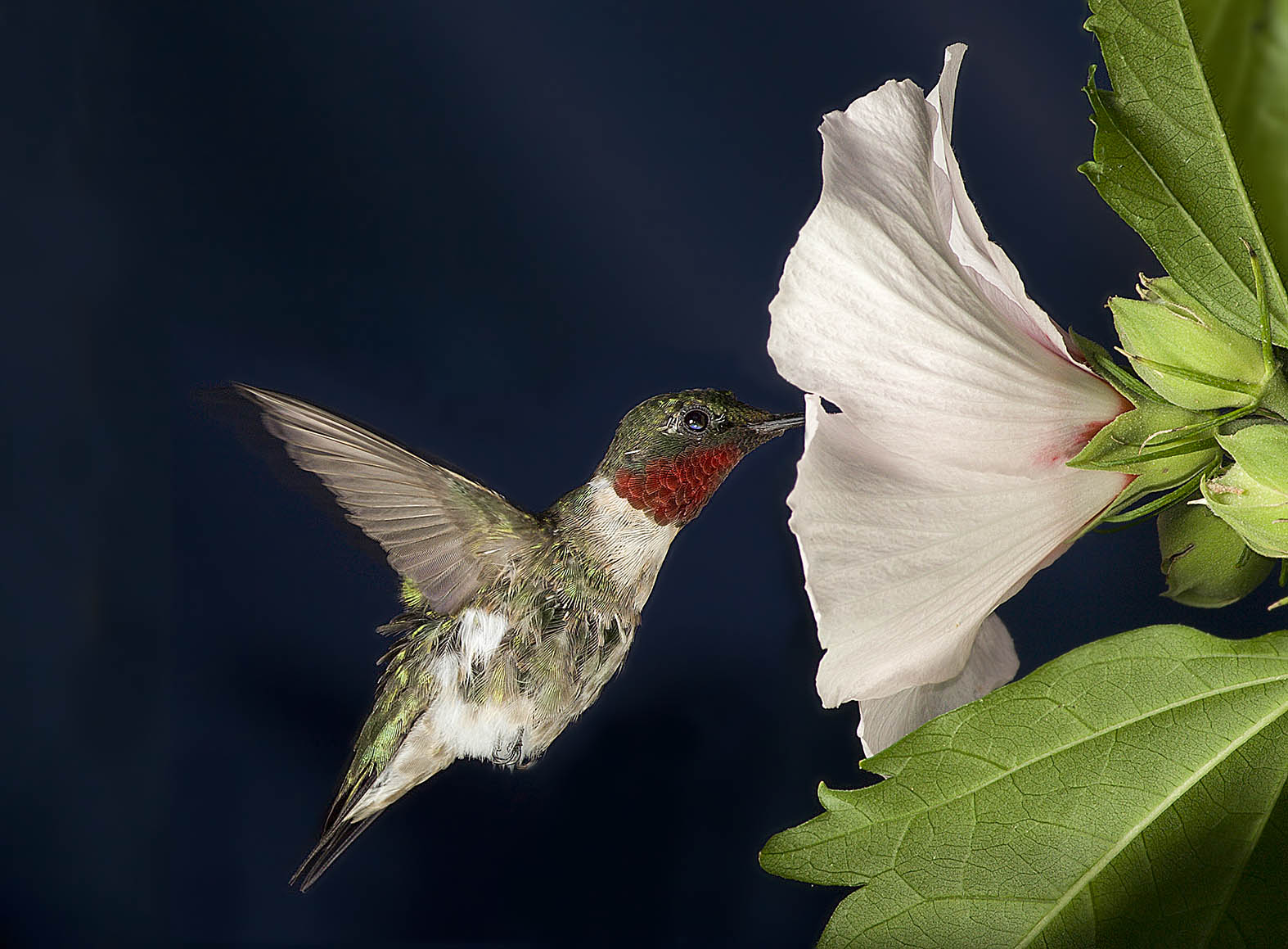 Ruby Hummer Feeding