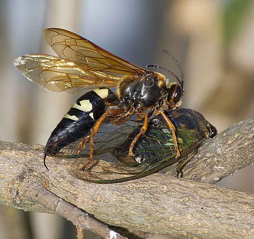 Predator & Prey