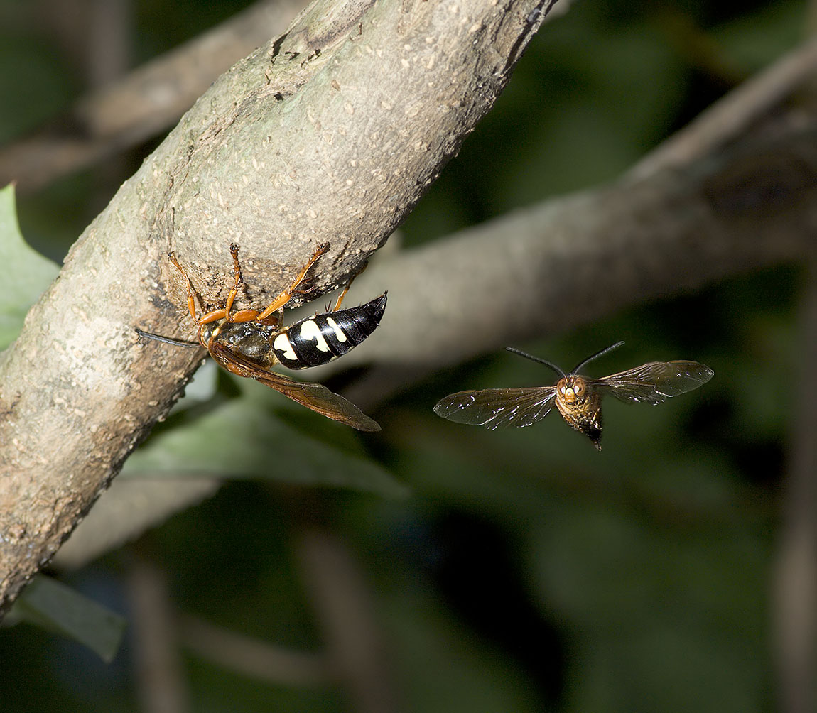 Cicada Killer and Yellow Jacket