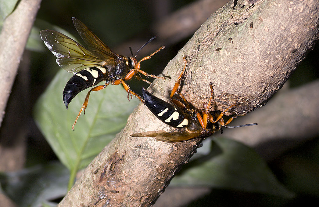 Cicada Killers