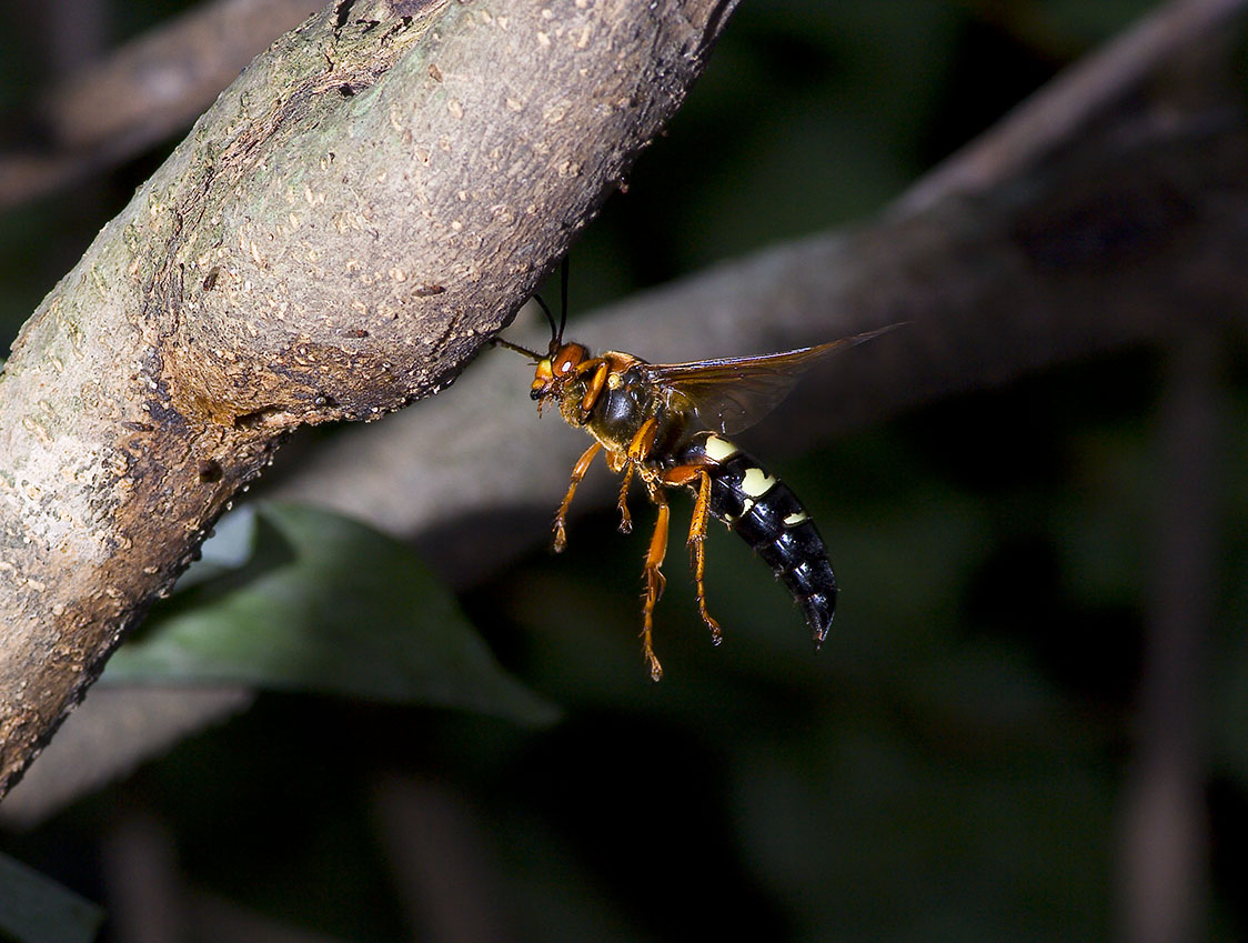 Cicada Killer in flight