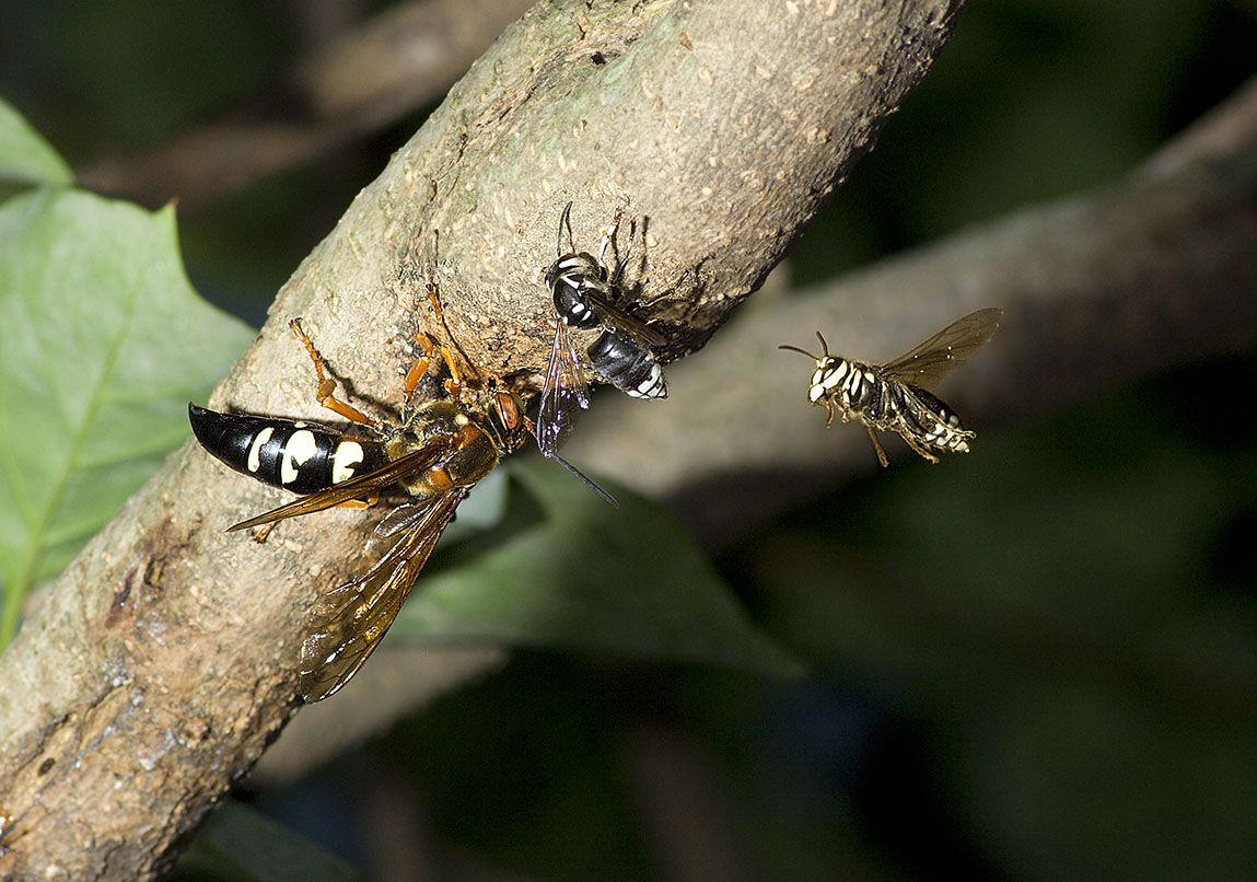Cicada Killer & Hornets