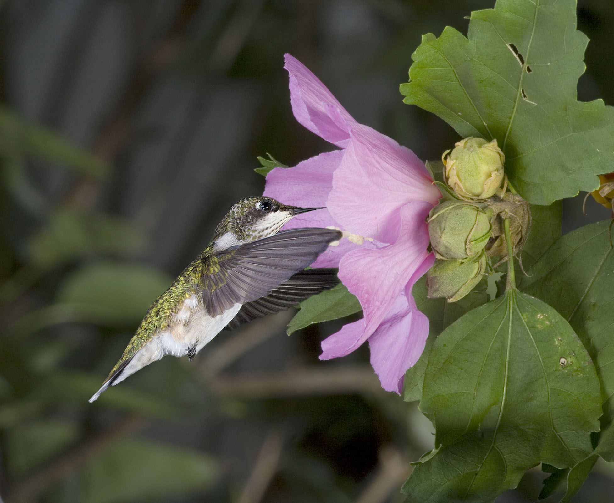 Female Hummer at flower