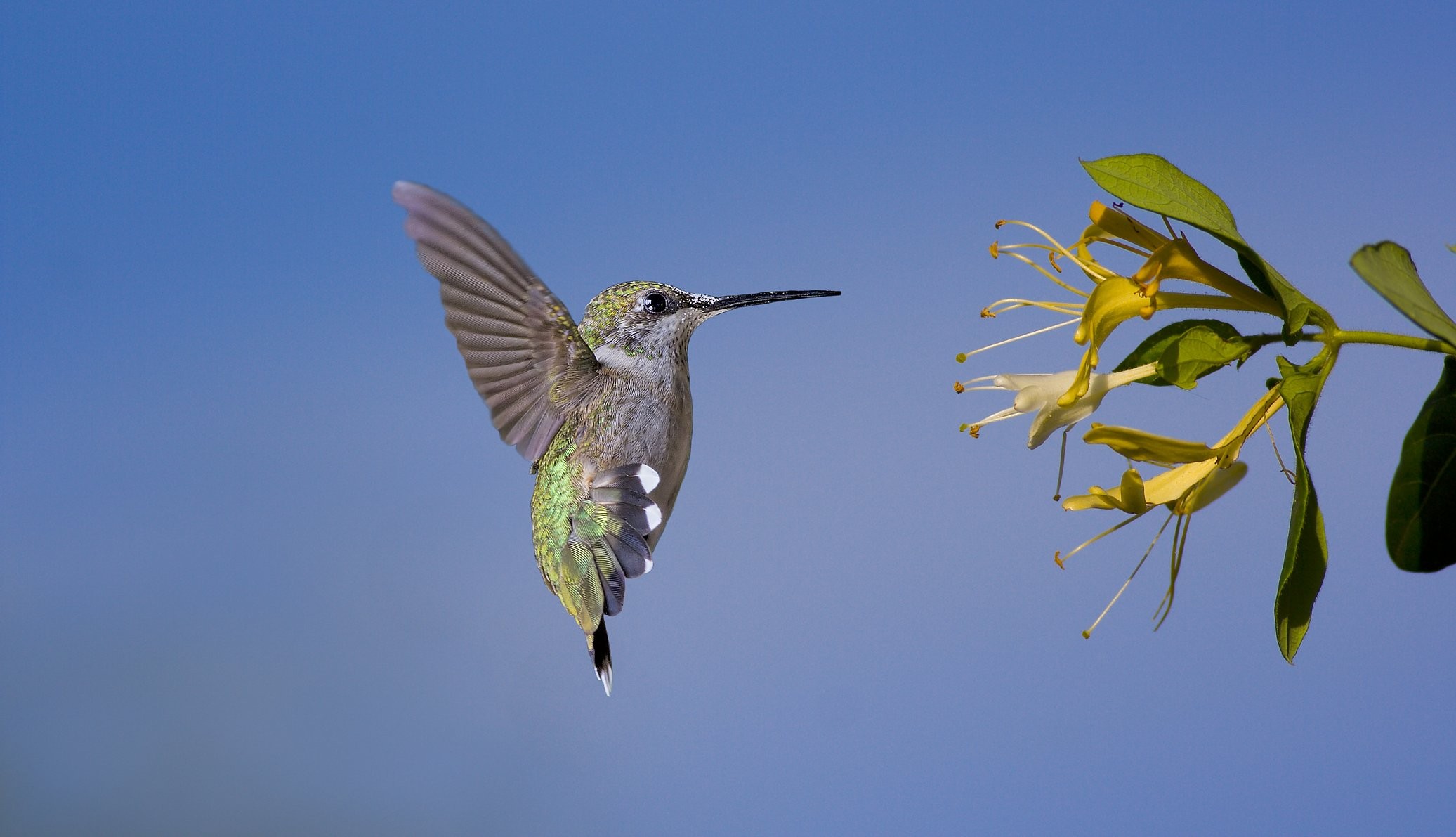 Female Ruby-Throated Hummer feeding