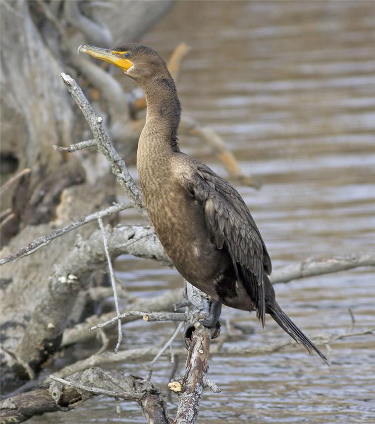 Cormorant