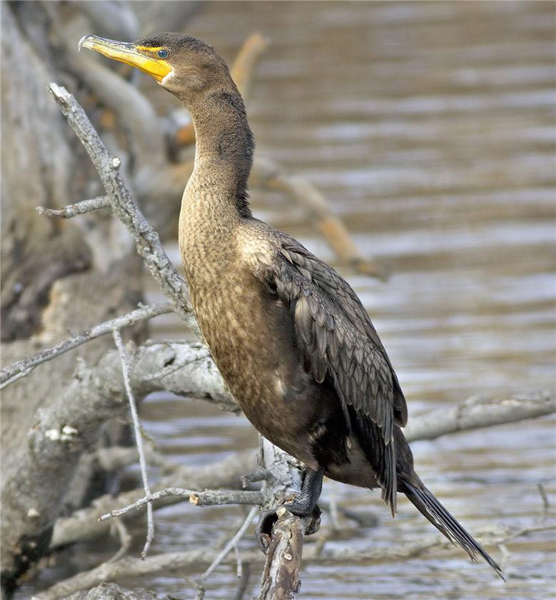 Cormorant