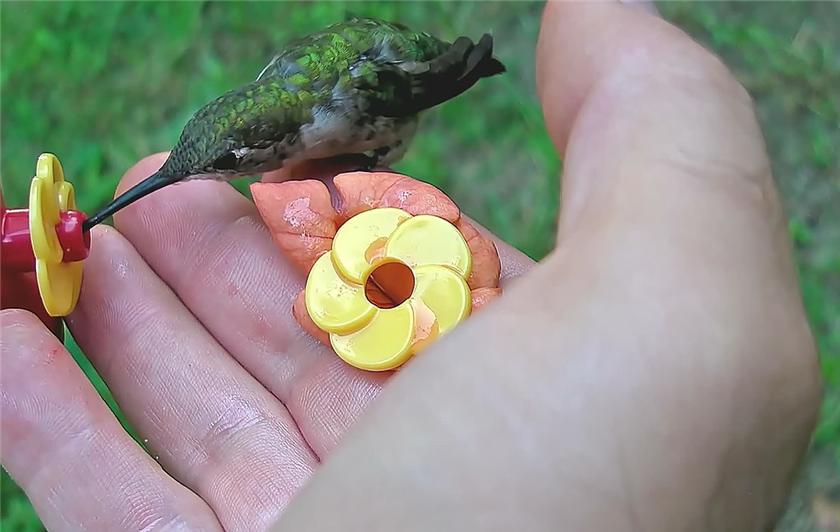 Human Perch for tired bird!