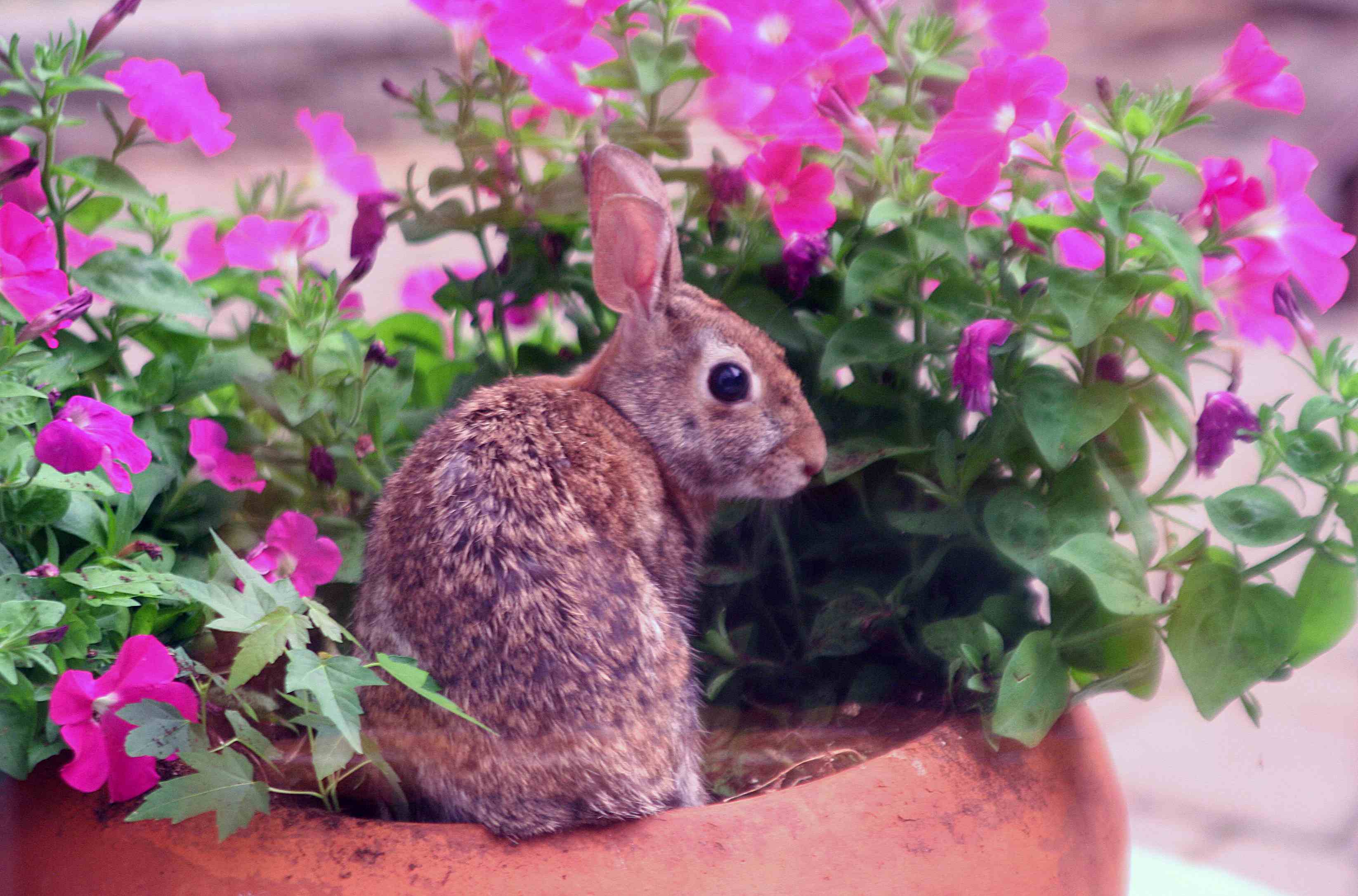 Impatiens for a Rabbit