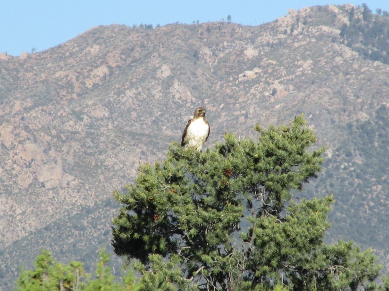 waiting for something to make a mistake