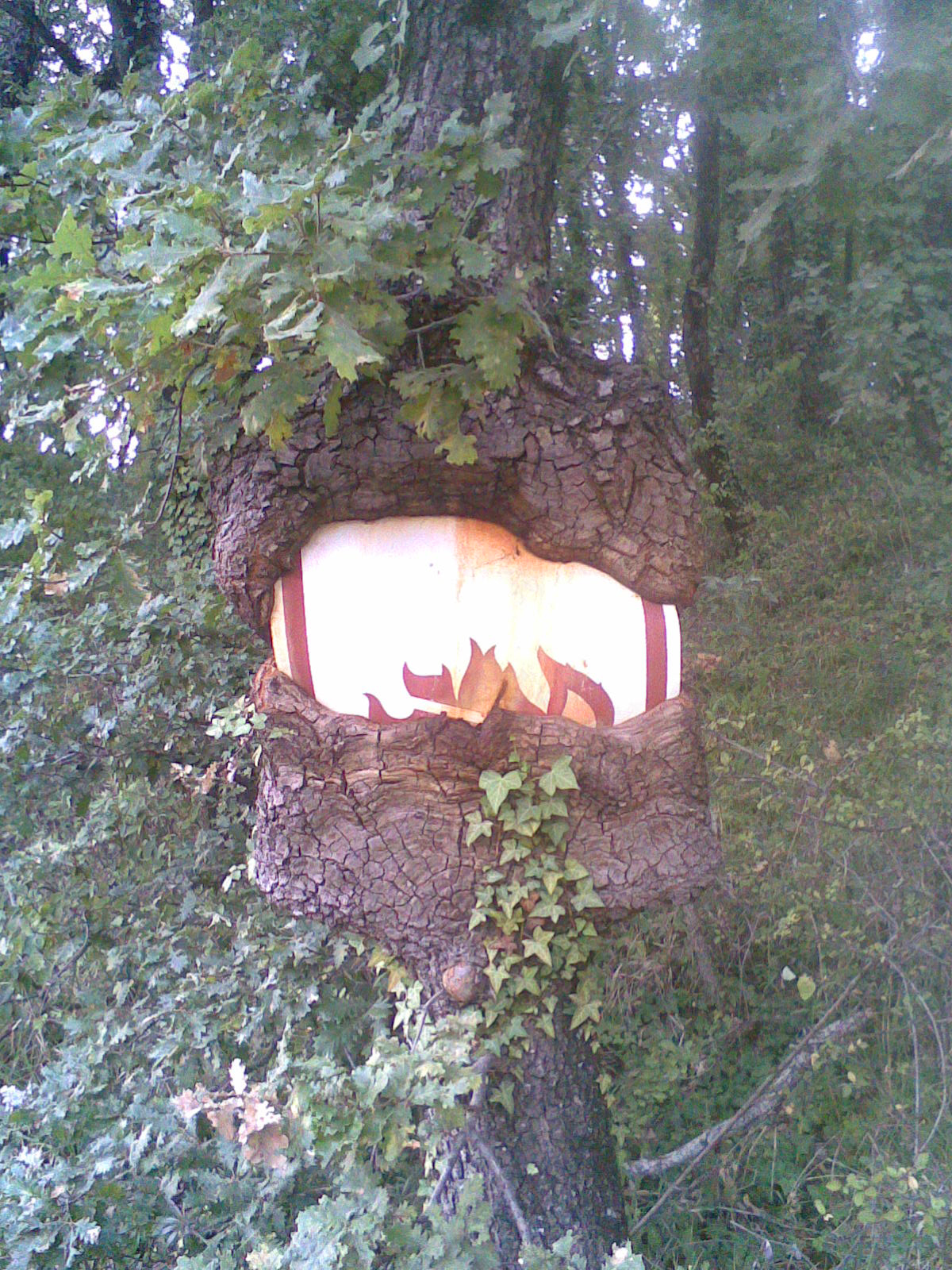 the tree