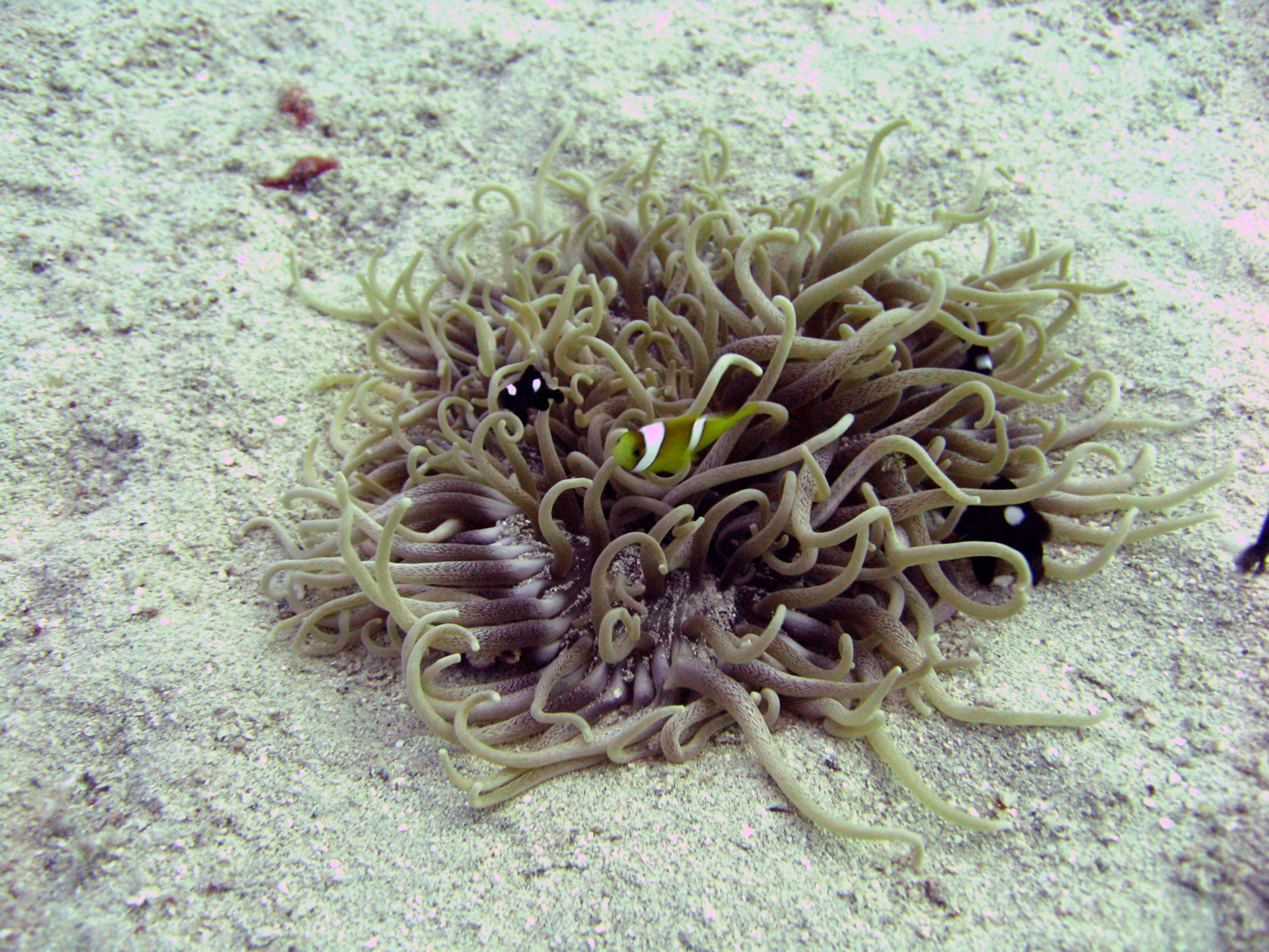 Little Nemo in Red Sea