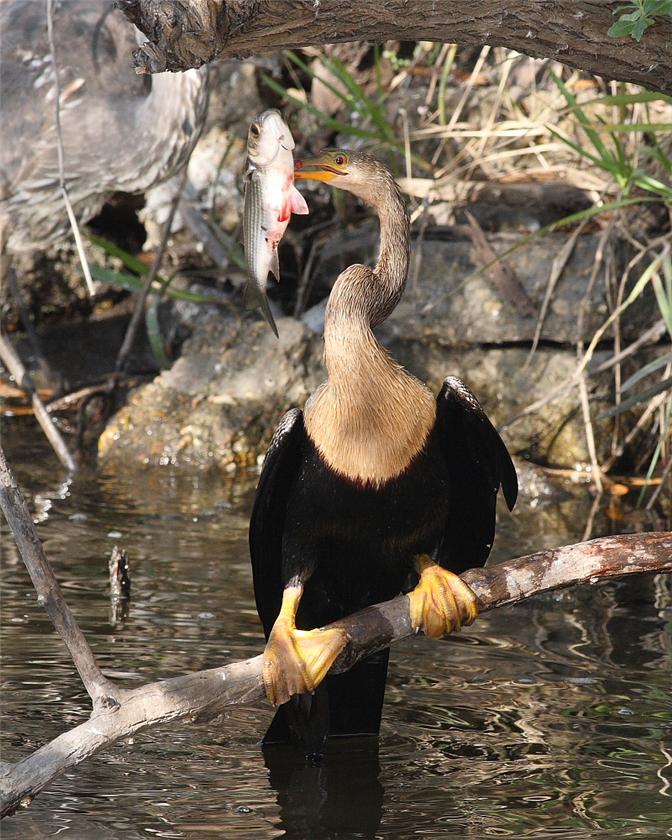 Lunch on a Spear