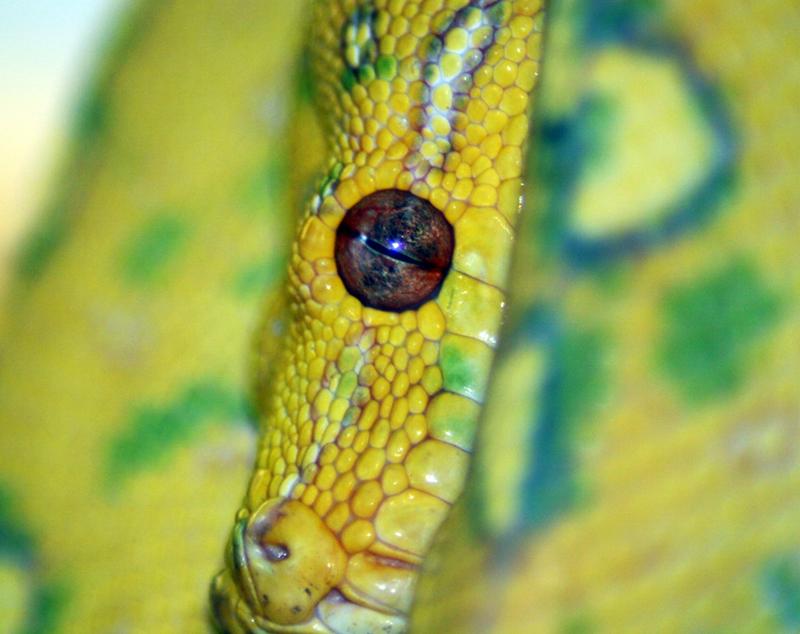 eye