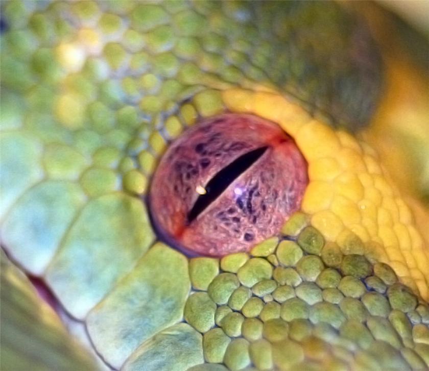 eye