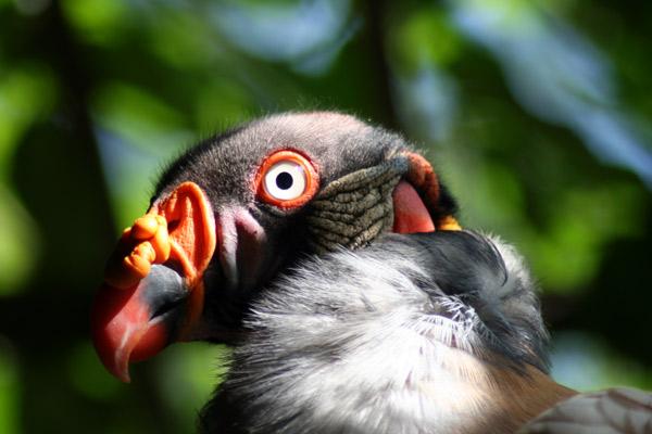Condor...