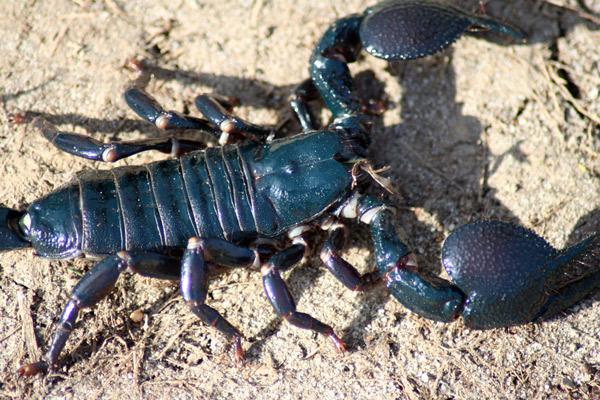 scorpio...