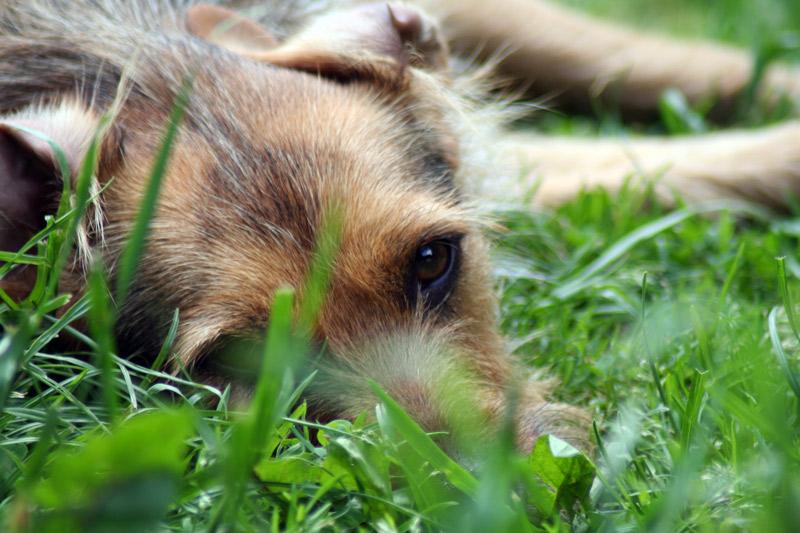Dog.....