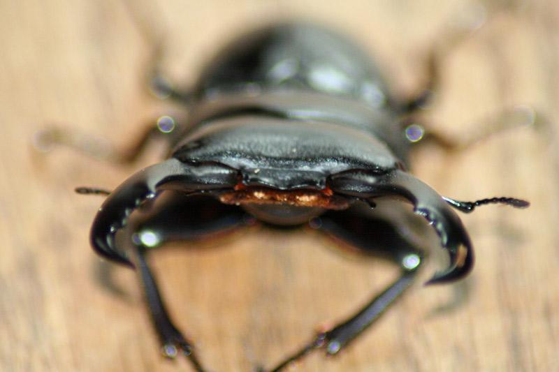 Bugs