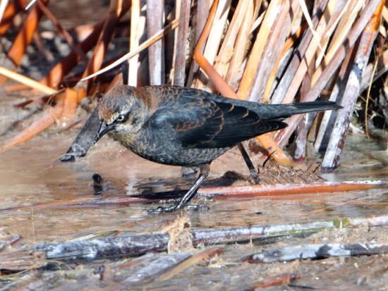 Rusty Blackbird (male)