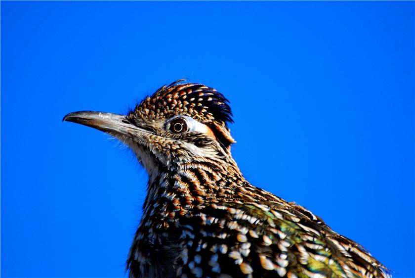 Road Runner Closeup