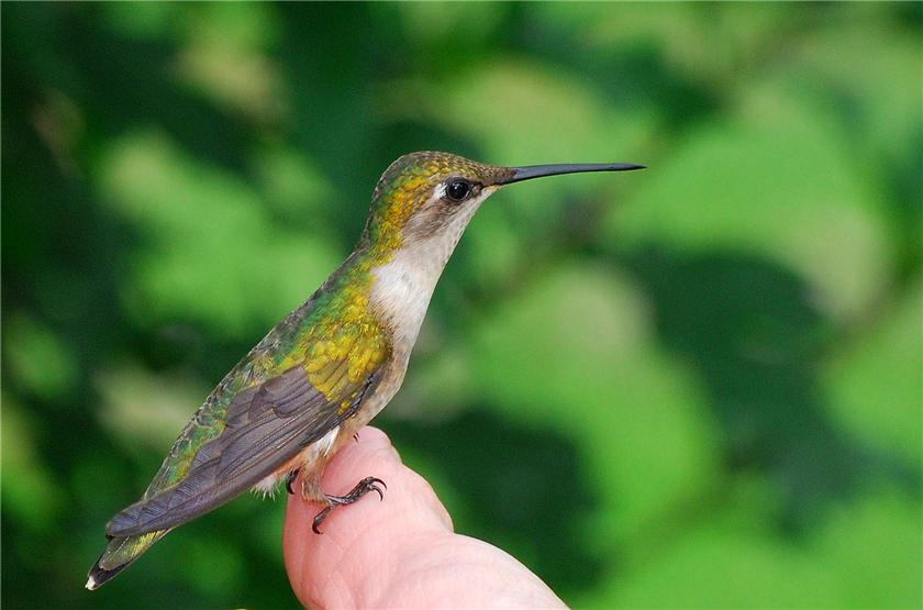 Female Ruby Throat