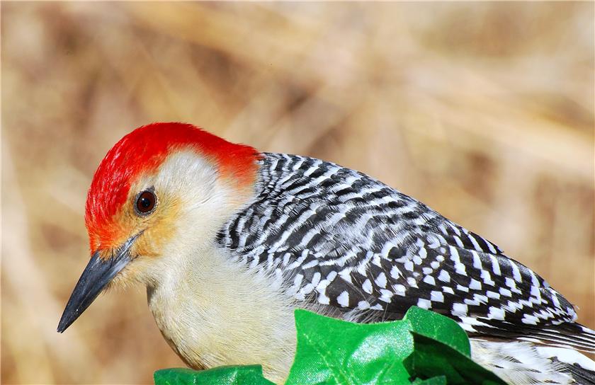 Red Bellied Woodpecker