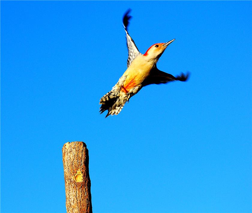 Woodpecker in flight