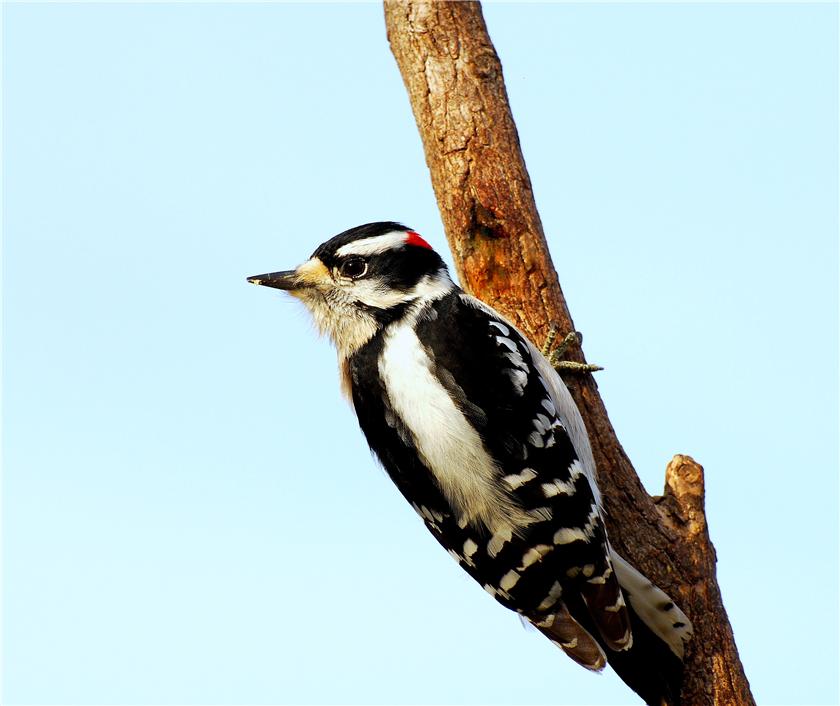 Male Downy Woodpecker