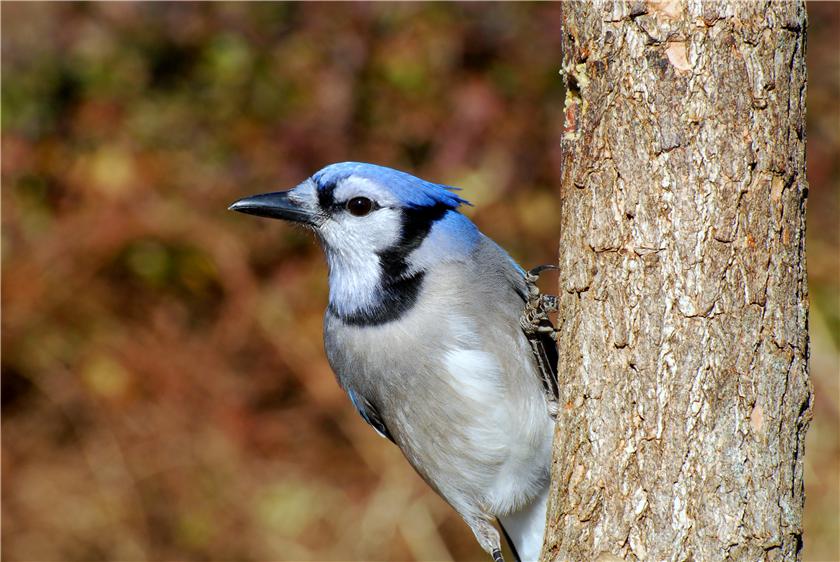 Bluejay