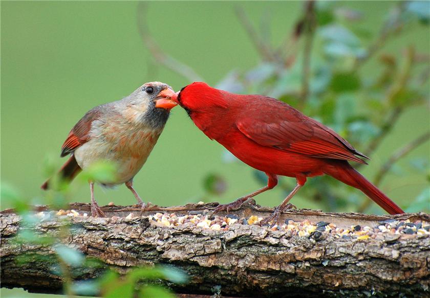 Give me a kiss or food