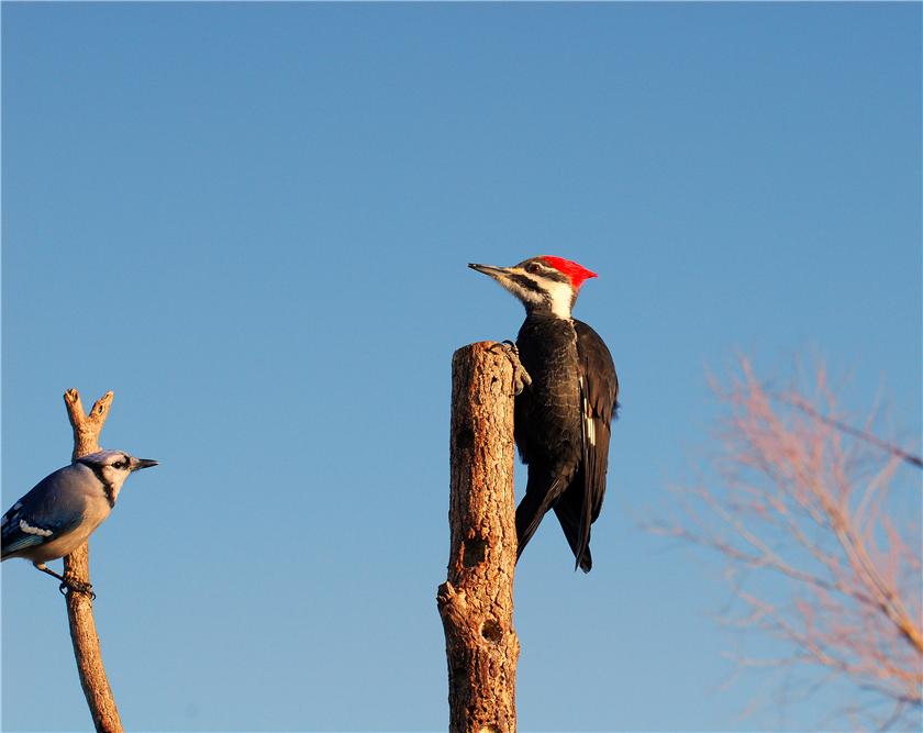 Piliated Woodpecker and Blue Jay