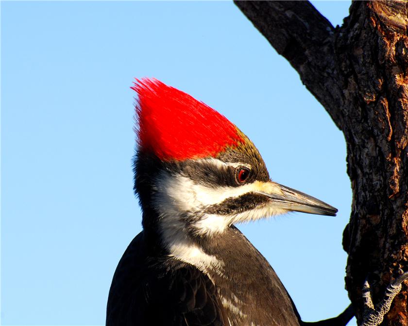 Piliated Woodpecker