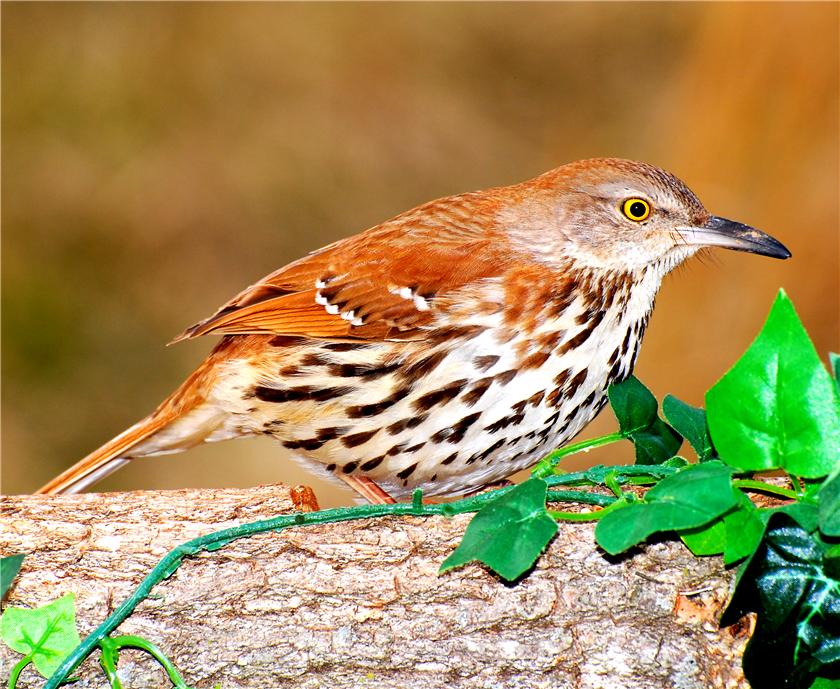 Brown Thrasher