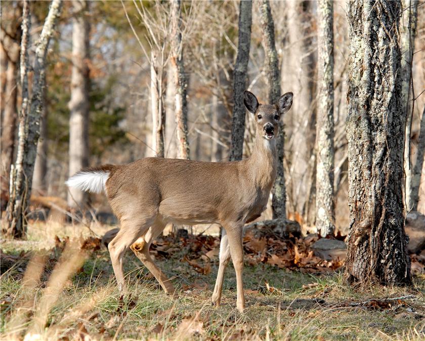 Unhappy Whitetail