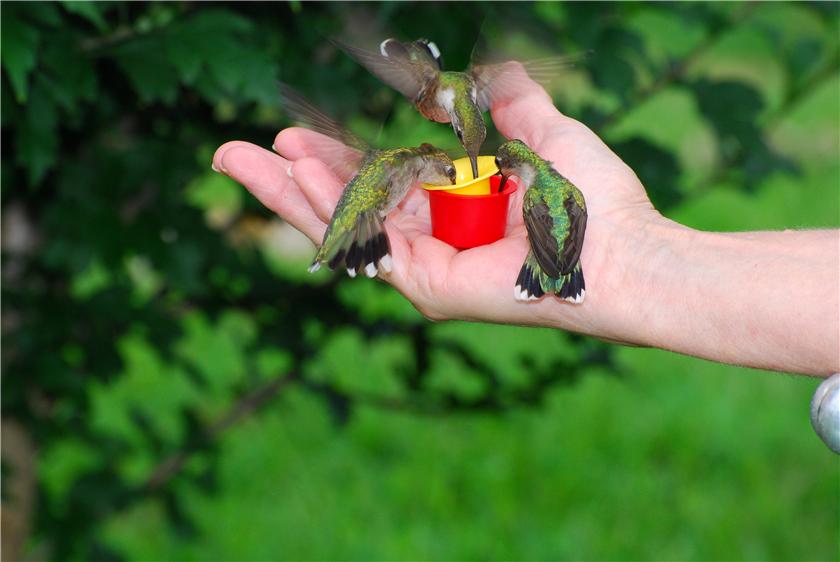Hand Full of Birds