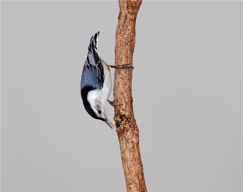Nuthatch