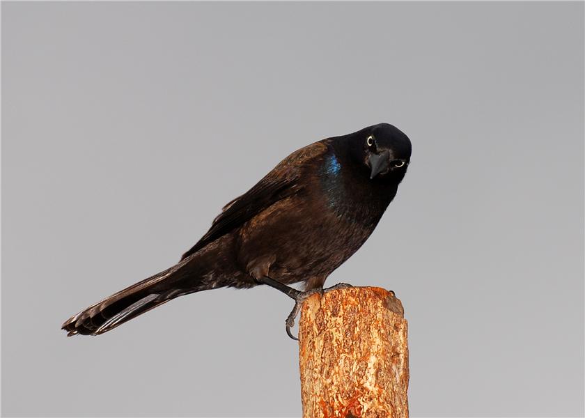 Rusty Blackbird