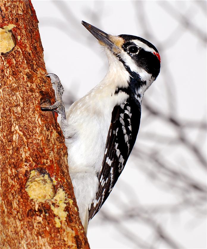 Male Hairy Woodpecker