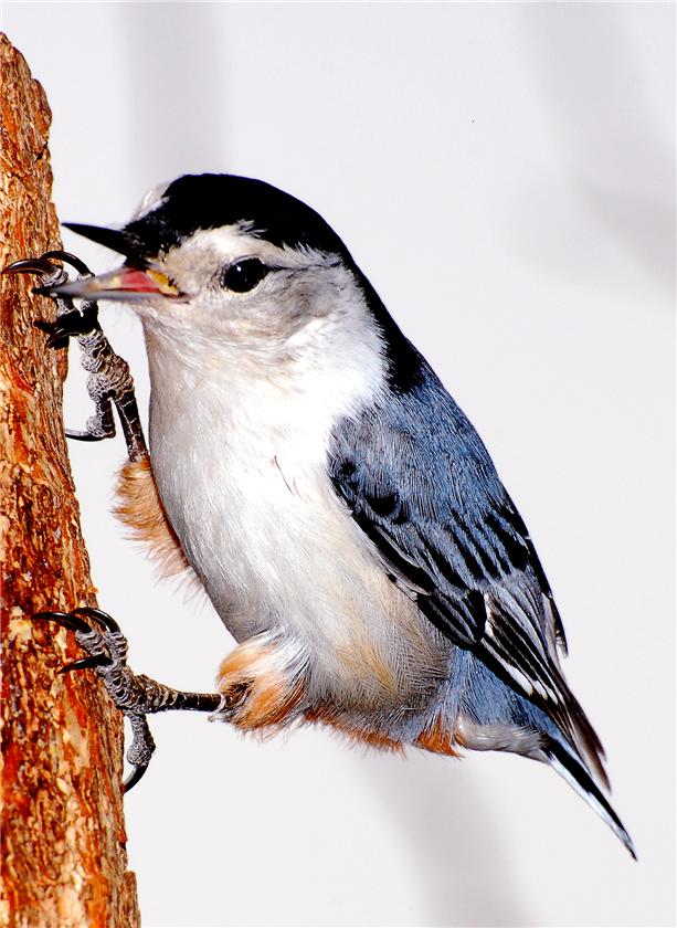 White Breasted Nuthatch