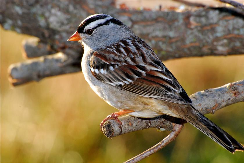 White crown Sparrow