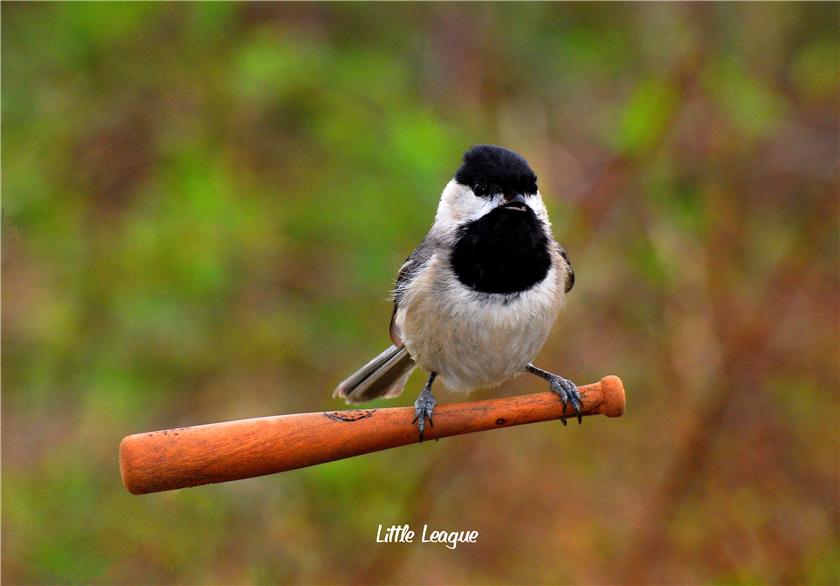 Black-Capped Chickdee