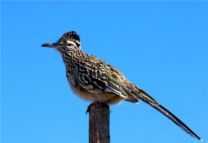 Roadrunner Pose