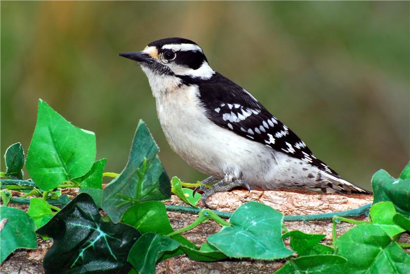 Female Downy Woodpecker