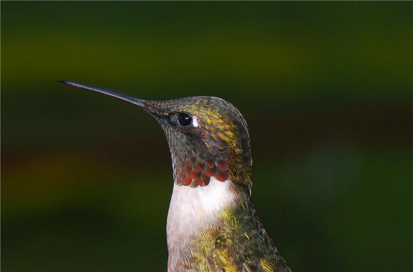 And a hummer Portrait