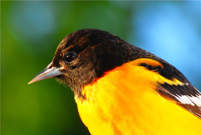 Baltimore Oriole Portrait